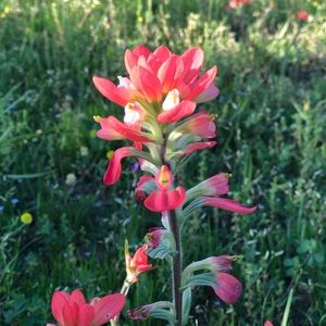 Meet your Posher, Siena